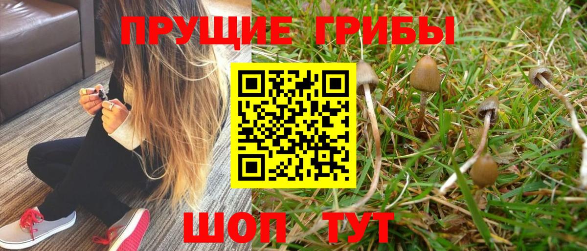 Галлюциногенные грибы Psilocybine cubensis Тавда
