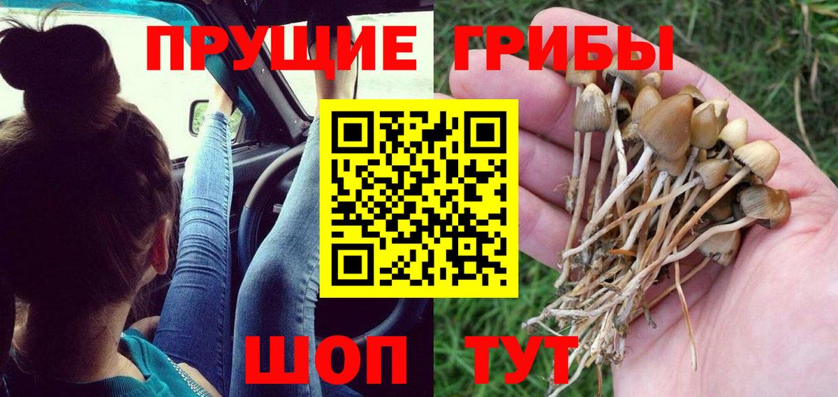 Псилоцибиновые грибы Cubensis  Вход с VPN  Тавда  Псилоцибиновые грибы мухоморы 
